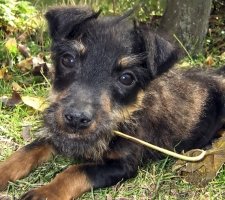 Пхото 6