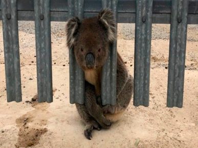 Коала заглавила у огради