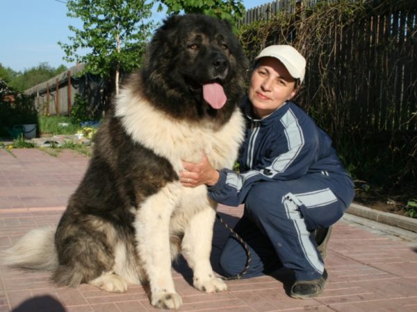 Како нахранити кавкашког овчара