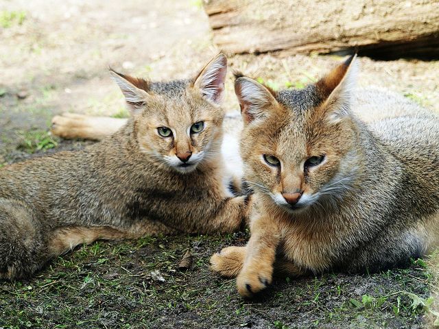 Код куће, трска мачка је веома послушна и лако се учи. Код куће, трска мачка је веома послушна и лако се учи.