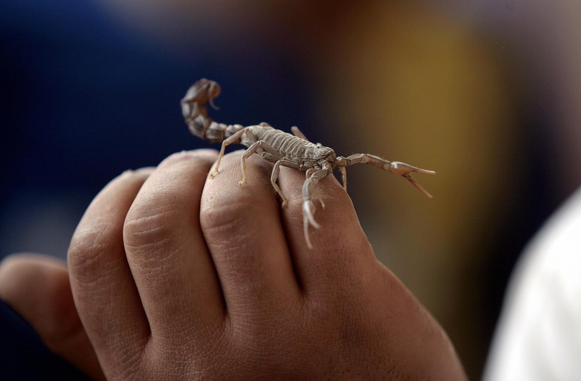 Шкорпија на руци