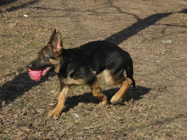 Штене немачког овчара на 2 месеца