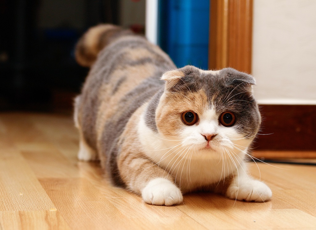 Мачка шкотског набора