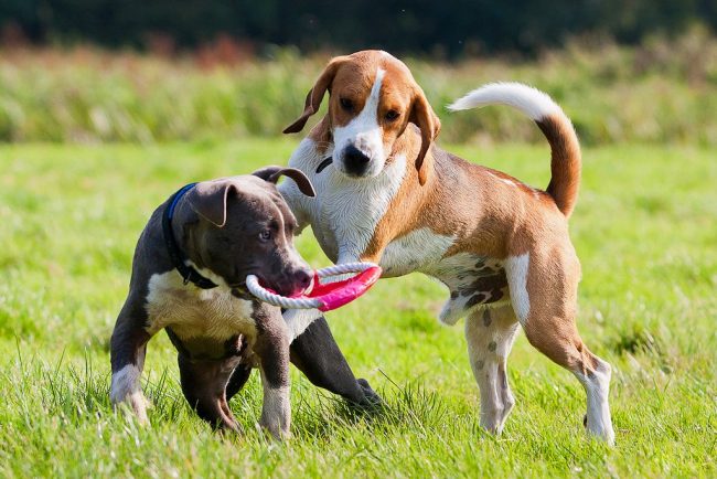 Беагле је знатижељан и лако се спријатељи са другим животињама на улици. Беагле је знатижељан и лако се спријатељи са другим животињама на улици.