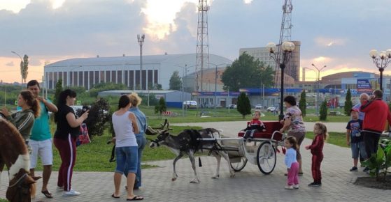 Јелен рола децу