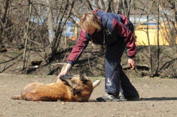 Научите пса да умире тим чита чланак