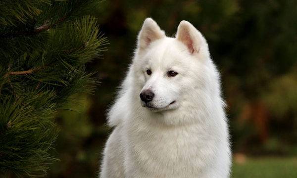 Иакут Лаика