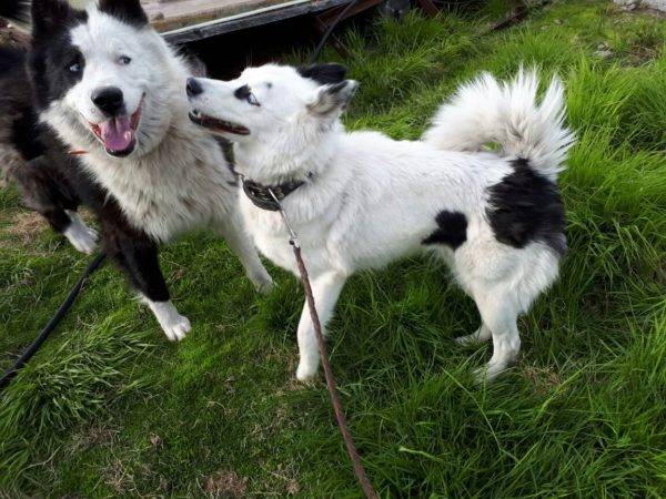 Јакутски хускији у природи