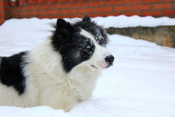 Иакут хуски у снегу