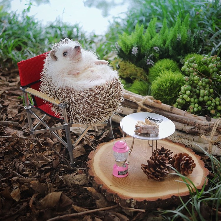 јеж азуки